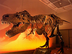 ティラノサウルス「スー」