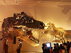 ティラノサウルスとタルボサウルス