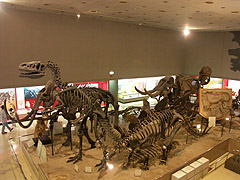 恐竜の復元骨格