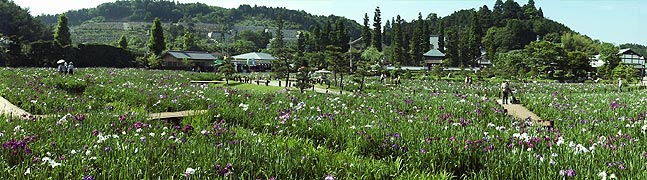 花しょうぶ園全景パノラマ
