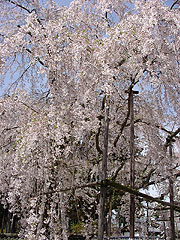 大きな枝垂桜