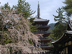 清龍宮前の枝垂桜と五重塔ヨコ