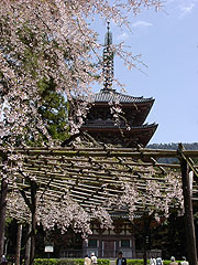 清龍宮前の枝垂桜と五重塔タテ