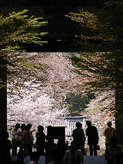 仁王門から望む一面の桜