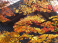 金堂の屋根と紅葉１