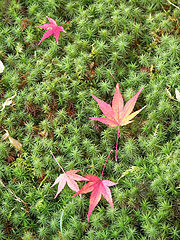 苔の芝と紅葉２