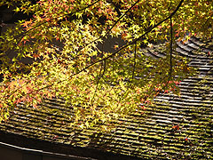檜皮葺に影を落とす紅葉