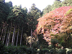 北山杉と紅葉