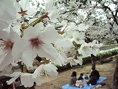 桜の下の団らん風景